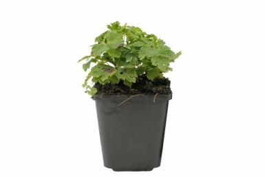 Sommeranemone Anemone sylvestris potte Anemone sylvestris