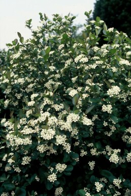 Sortfrugtet surbær Aronia melanocarpa potte Aronia melanocarpa