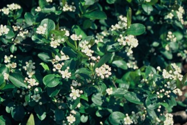 Sortfrugtet surbær Aronia melanocarpa potte Aronia melanocarpa