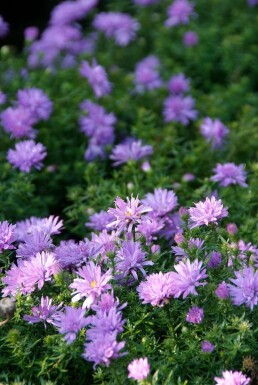 Pudeasters Aster dumosus 'Lady in Blue' potte Aster dumosus 'Lady in Blue'