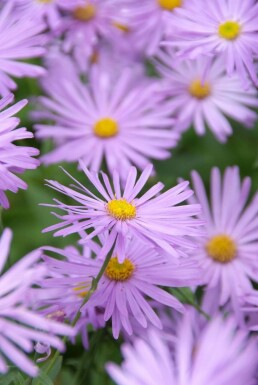 Kokardeasters Aster × frikartii 'Mönch' potte Aster × frikartii 'Mönch'
