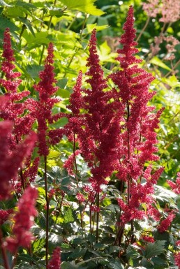 Hybridastilbe Astilbe × arendsii 'Fanal' potte Astilbe × arendsii 'Fanal'