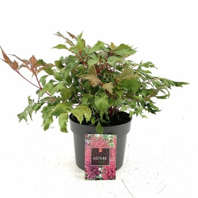 Hybridastilbe Astilbe × arendsii 'Fanal' potte Astilbe × arendsii 'Fanal'