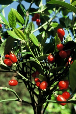 Haveaucuba Aucuba japonica 'Rozannie' potte Aucuba japonica 'Rozannie' busk