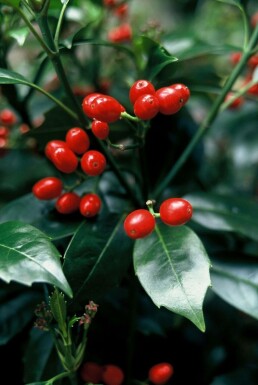 Haveaucuba Aucuba japonica 'Rozannie' potte Aucuba japonica 'Rozannie' busk