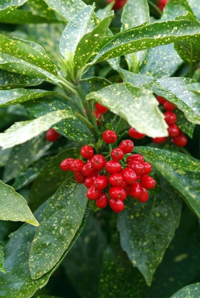 Aucuba japonica 'Variegata' C2 20-25