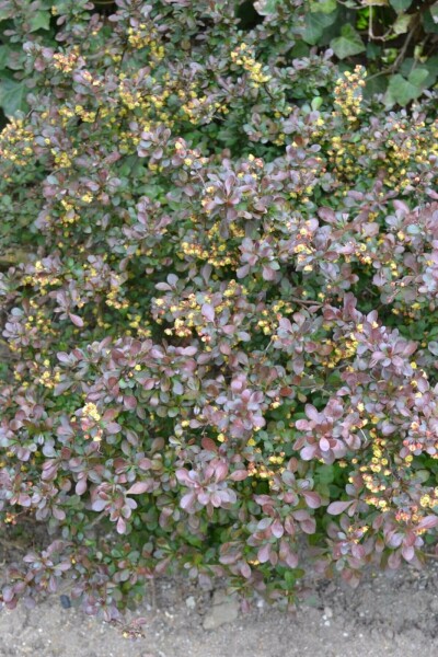 Berberis thunbergii 'Atropurpurea Nana' busk 40-50 cm
