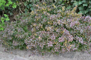 Hvid potentil Berberis thunbergii 'Atropurpurea Nana' potte Berberis thunbergii 'Atropurpurea Nana' busk