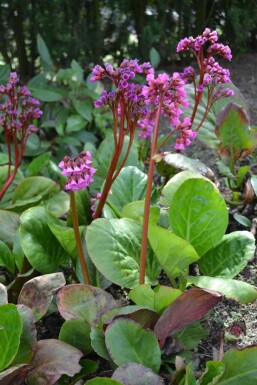 Hjertekæmpestenbræk Bergenia cordifolia potte Bergenia cordifolia