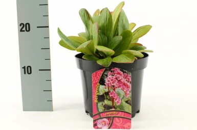 Hjertekæmpestenbræk Bergenia cordifolia potte Bergenia cordifolia