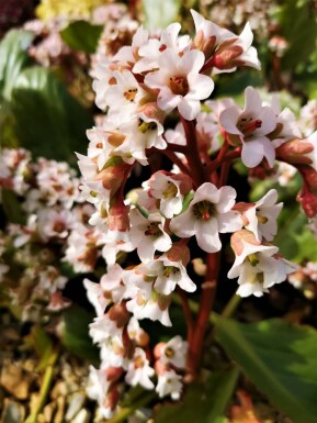 Hjertekæmpestenbræk Bergenia cordifolia 'Bressingham White' potte Bergenia cordifolia 'Bressingham White'