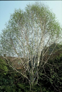 Himalayabirk Betula utilis 'Doorenbos' potte Betula utilis 'Doorenbos' busk