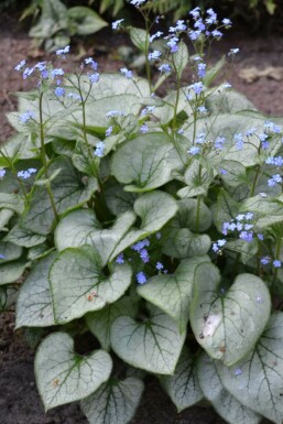 Kærmindesøster Brunnera macrophylla 'Jack Frost' potte Brunnera macrophylla 'Jack Frost'