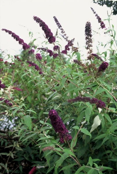 Buddleja davidii 'Black Knight' C7,5 80-100
