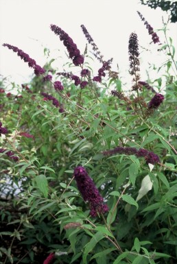 Sommerfuglebusk Buddleja davidii 'Black Knight' potte Buddleja davidii 'Black Knight' busk