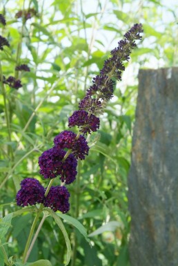 Sommerfuglebusk Buddleja davidii 'Black Knight' potte Buddleja davidii 'Black Knight' busk