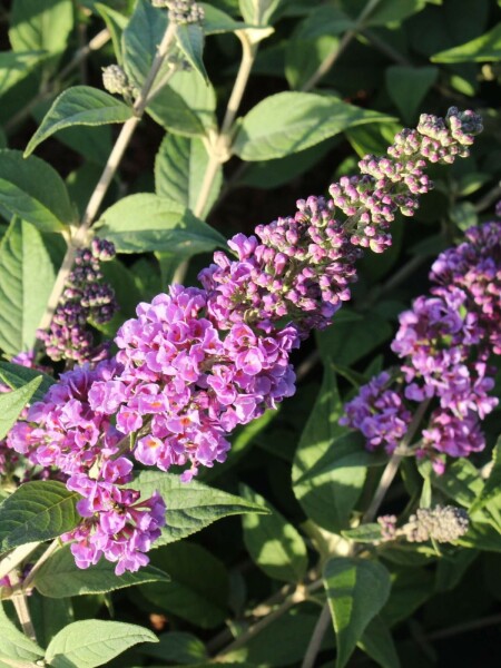 Buddleja davidii 'Blue Chip' busk 40-50 cm