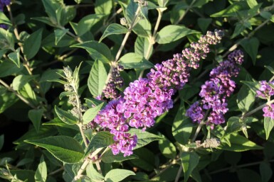 Sommerfuglebusk Buddleja davidii 'Blue Chip' potte Buddleja davidii 'Blue Chip' busk