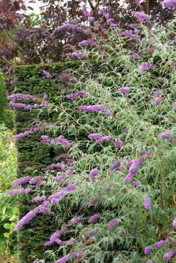 Sommerfuglebusk Buddleja davidii 'Nanho Blue' potte Buddleja davidii 'Nanho Blue' busk