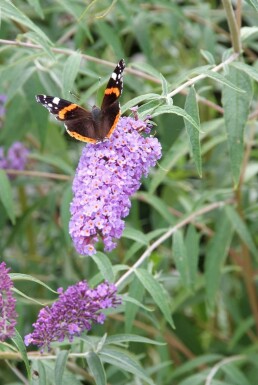 Sommerfuglebusk Buddleja davidii 'Nanho Blue' potte Buddleja davidii 'Nanho Blue' busk