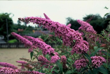 Sommerfuglebusk Buddleja davidii 'Pink Delight' potte Buddleja davidii 'Pink Delight' busk