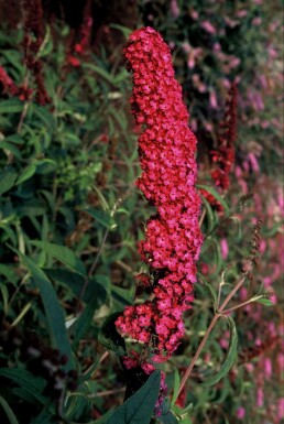 Sommerfuglebusk Buddleja davidii 'Royal Red' potte Buddleja davidii 'Royal Red'