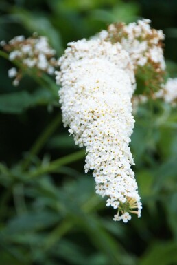 Sommerfuglebusk Buddleja davidii 'White Profusion' potte Buddleja davidii 'White Profusion'