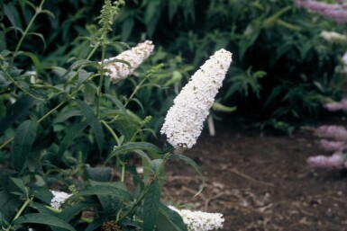 Sommerfuglebusk Buddleja davidii 'White Profusion' potte Buddleja davidii 'White Profusion'