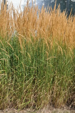 Sandrørhvene Calamagrostis × acutiflora 'Karl Foerster' potte Calamagrostis × acutiflora 'Karl Foerster'