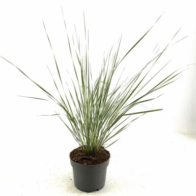 Sandrørhvene Calamagrostis × acutiflora 'Overdam' potte Calamagrostis × acutiflora 'Overdam'