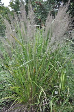 Skov-rørhvene Calamagrostis brachytricha potte Calamagrostis brachytricha