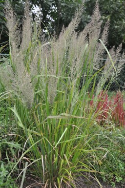 Skov-rørhvene Calamagrostis brachytricha potte Calamagrostis brachytricha
