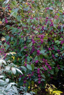 Glasbær Callicarpa bodinieri 'Profusion' potte Callicarpa bodinieri 'Profusion' busk