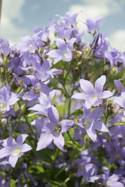Mælkeklokke Campanula lactiflora 'Prichard's Variety' potte Campanula lactiflora 'Prichard's Variety'