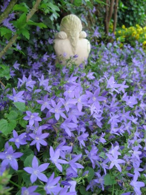 Krybeklokke Campanula portenschlagiana potte Campanula portenschlagiana