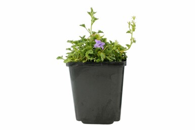 Krybeklokke Campanula portenschlagiana potte Campanula portenschlagiana