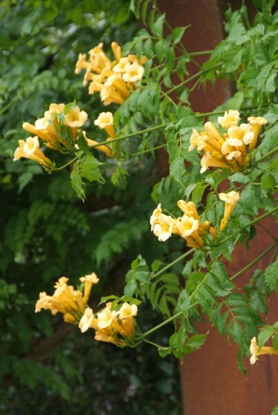 Campsis radicans 'Flava' C5 150-175