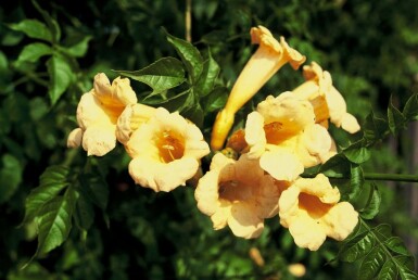 Campsis radicans 'Flava' C5 150-175