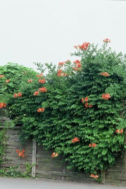 Trompetblomst Campsis × tagliabueana 'Madame Galen' potte Campsis × tagliabueana 'Madame Galen'