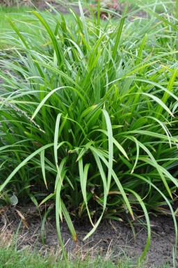 Star Carex foliosissima 'Irish Green' potte Carex foliosissima 'Irish Green'