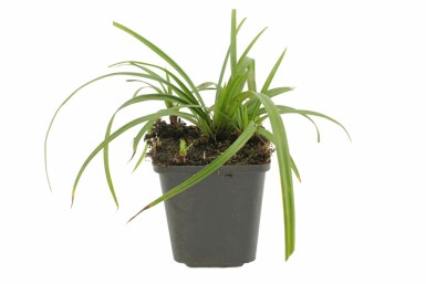 Star Carex foliosissima 'Irish Green' potte Carex foliosissima 'Irish Green'