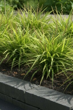 Japansk star Carex morrowii potte Carex morrowii