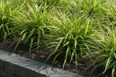 Japansk star Carex morrowii potte Carex morrowii