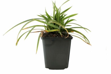 Japansk star Carex morrowii 'Ice Dance' potte Carex morrowii 'Ice Dance'