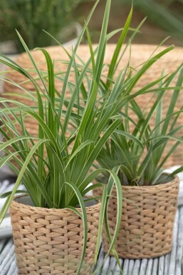 Japansk star Carex morrowii 'Ice Dance' potte Carex morrowii 'Ice Dance'