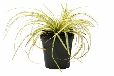Japansk star Carex oshimensis 'Evergold' potte Carex oshimensis 'Evergold'
