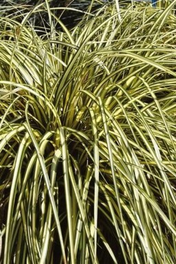 Japansk star Carex oshimensis 'Evergold' potte Carex oshimensis 'Evergold'