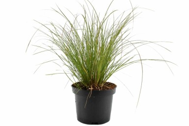 Star Carex testacea 'Prairie Fire' potte Carex testacea 'Prairie Fire'
