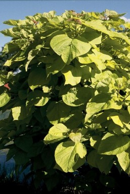Golden Indian bean tree Catalpa bignonioides 'Aurea' potte Catalpa bignonioides 'Aurea'