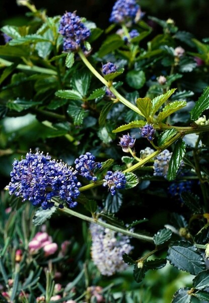 Ceanothus thyrsiflorus 'Repens' C2 10-15